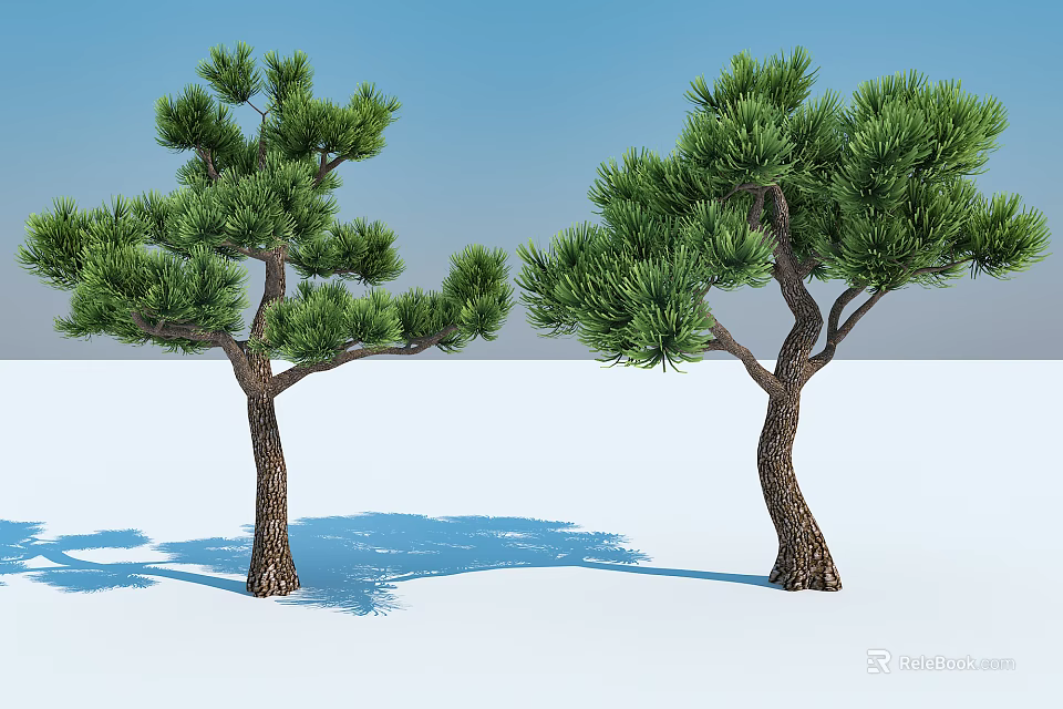 Tall Pine Trees With Textured Trunks Lush Foliage On White Ground Against Blue Sky 3d model 