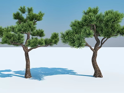 Tall Pine Trees With Textured Trunks Lush Foliage On White Ground Against Blue Sky 3d model