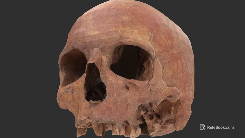 Detailed Ancient Human Skull With Cracked Surface And Brown Fossil Texture 3d model 