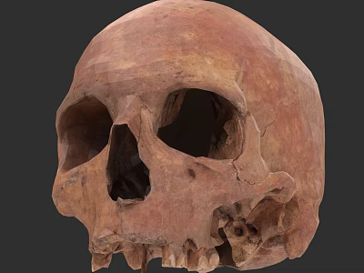 Detailed Ancient Human Skull With Cracked Surface And Brown Fossil Texture 3d model