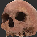 Detailed Ancient Human Skull With Cracked Surface And Brown Fossil Texture