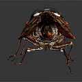 Detailed Red Brown Cicada With Transparent Veined Wings And Textured Body