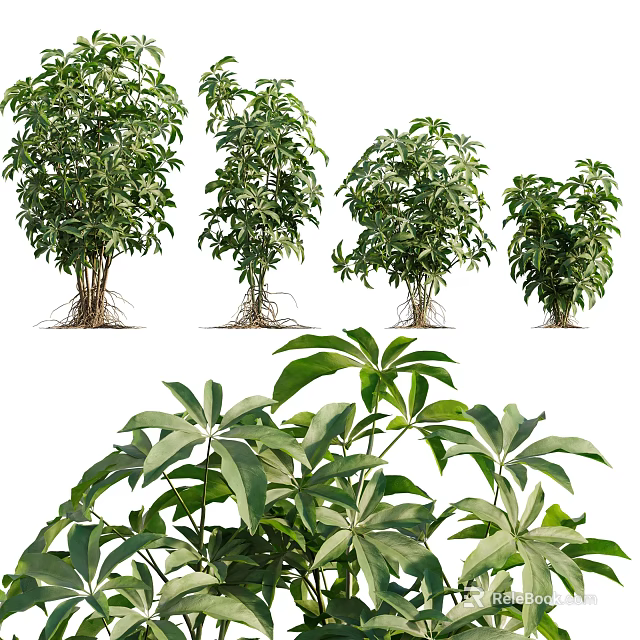 Various Green Shrubs With Exposed Roots Different Forms And Lush Foliage 3d model