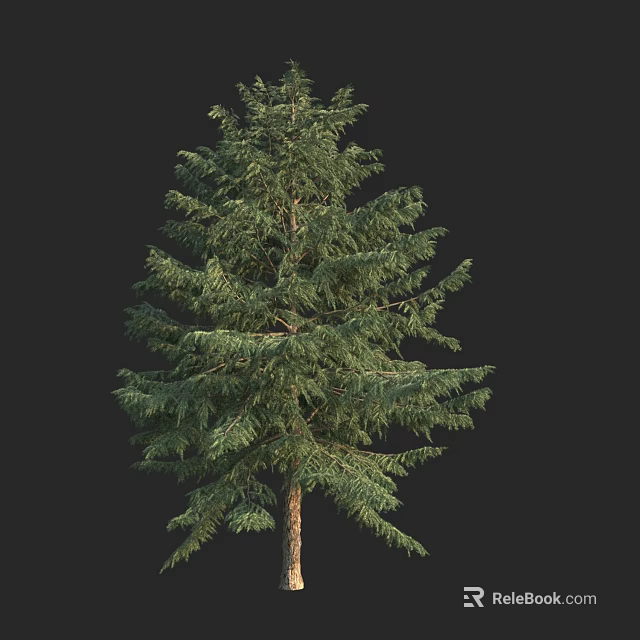 Evergreen Arbor With Lush Green Foliage Tall Sturdy Trunk Isolated On Black Background 3d model 