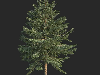 Evergreen Arbor With Lush Green Foliage Tall Sturdy Trunk Isolated On Black Background 3d model