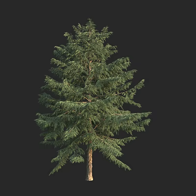 Modern cedar cedar golden leaf cedar pine family cedar evergreen tall trees 3d model