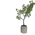 Green Bonsai Trees in Light Colored Pots with Small Pebbles Against White Background
