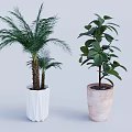 Indoor Palm And Broadleaf Plants In White Textured And Pink Marble Pots