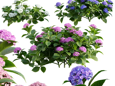 Colorful Vase Flowers With Purple Pink White Hydrangea Blooms And Green Leaves 3d model