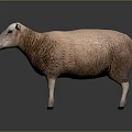 Realistic Brown Sheep Standing On Gray Background With Detailed Wool Texture 3d model