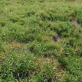 Lush Green Grass Plants With Patchy Growth And Exposed Soil In Field