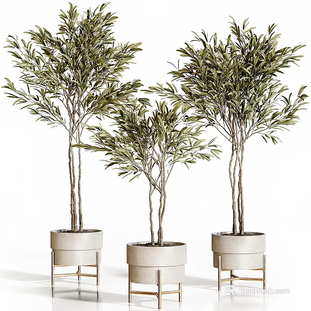 Three Elegant Olive Tree Bonsai Plants in White Pots with Gold Bases 3d model 