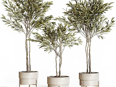 Three Elegant Olive Tree Bonsai Plants in White Pots with Gold Bases 3d model