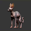 Hairless Sphynx Cat with Large Ears and Curled Tail Standing on Black Reflective Surface