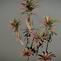 Vibrant Leafy Plants Featuring Pink And Green Leaves On Slender Stems Against Gray Background
