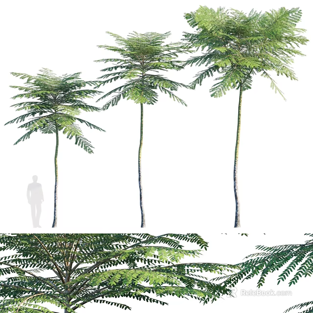 Three Tall Arbor Trees With Straight Trunks And Green Pinnate Leaves Isolated On White 3d model 