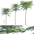 Three Tall Arbor Trees With Straight Trunks And Green Pinnate Leaves Isolated On White