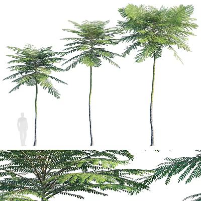 Three Tall Arbor Trees With Straight Trunks And Green Pinnate Leaves Isolated On White 3d model