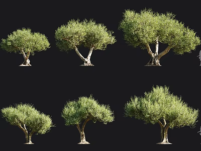 Olive Trees With Lush Green Foliage And Different Shapes Isolated On Black Background 3d model