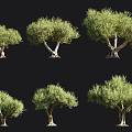 Olive Trees With Lush Green Foliage And Different Shapes Isolated On Black Background