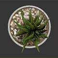 Green Striped Succulent Plant In White Terracotta Pot With Small Pebbles