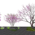 Purple Flowering Trees In Garden Landscape With Rocks And Green Grass