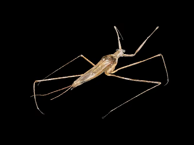 Macro View Of Water Strider Insect With Long Legs And Brown Body On Black Background 3d model