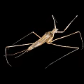 Macro View Of Water Strider Insect With Long Legs And Brown Body On Black Background