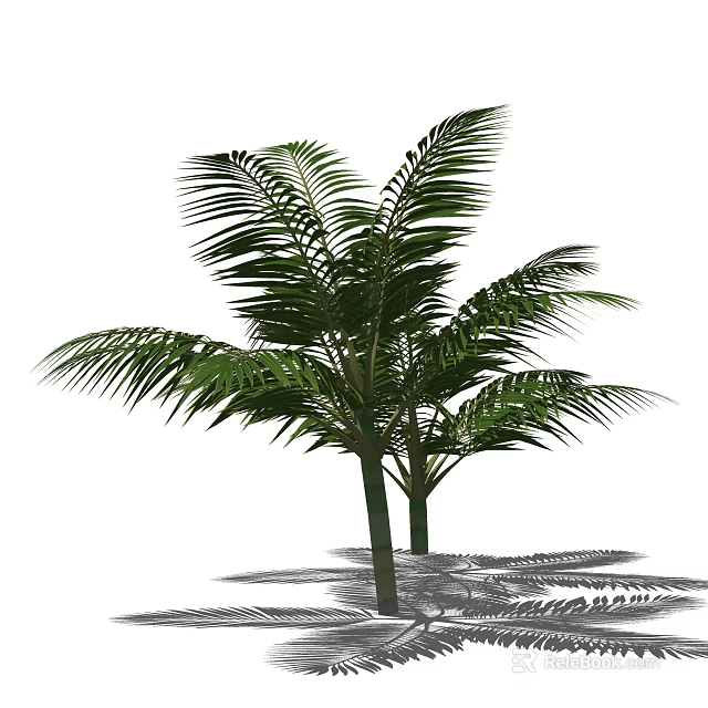 Tall Palm Trees With Lush Green Fronds And Slender Trunks Casting Shadows 3d model 