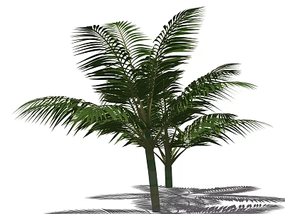 Tall Palm Trees With Lush Green Fronds And Slender Trunks Casting Shadows 3d model