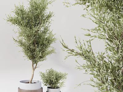 Lush Green Bonsai Plants With Different Sizes And White Pots For Indoor Decor 3d model