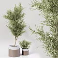 Lush Green Bonsai Plants With Different Sizes And White Pots For Indoor Decor