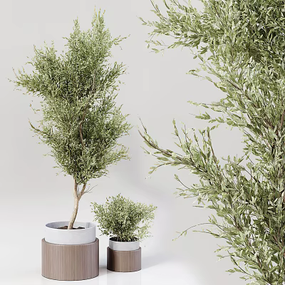 Lush Green Bonsai Plants With Different Sizes And White Pots For Indoor Decor 3d model