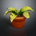 Green Leafy Plant With Large Split Leaves In Terracotta Pot For Indoor Decor