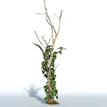 Green Leafy Vine Plant Growing on Dry Branches with Lush Foliage