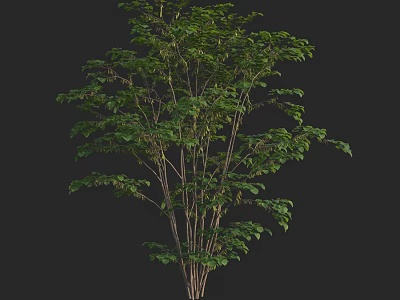 Vibrant Green Arbor With Dense Foliage And Slender Branches In Natural Growth 3d model