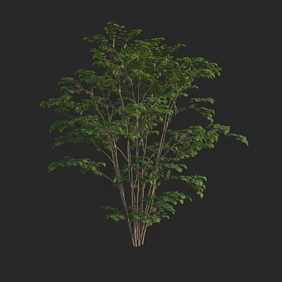 Vibrant Green Arbor With Dense Foliage And Slender Branches In Natural Growth 3d model
