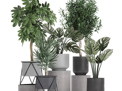 Various Types of Green Bonsai Potted Plants with Different Pots and Leaf Shapes 3d model