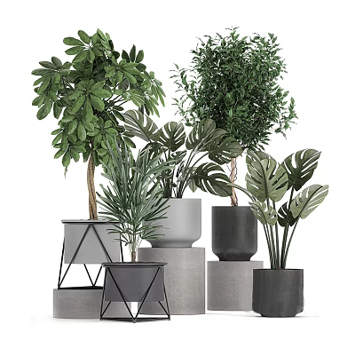 Various Types of Green Bonsai Potted Plants with Different Pots and Leaf Shapes 3d model