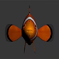 Orange And White Clownfish Aquatic Animal With Black Edged Fins 3D Rendered On Gray Background