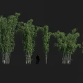 Tall Dense Green Bamboo Plants Growing With Person Silhouette Showing Height In Natural Background