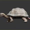 Turtle Cartoon Turtle Snapping Turtle Chickbill Turtle Reptile Cold Blooded Animal Reptile Class 3d model