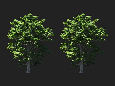 Two Arbor Trees With Lush Green Foliage And Sturdy Trunks Against Dark Background 3d model