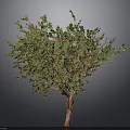 Ornamental Tree With Green Leaves Red Fruits And Red Trunk On Gray Background