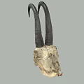 Detailed Goat Skull With Curved Black Horns And Natural Bone Texture