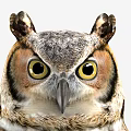 Great Horned Owl Perched On Wooden Branch With Detailed Feathers And Yellow Eyes