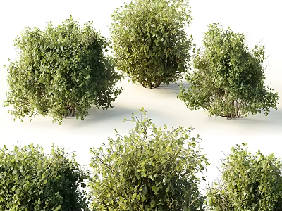 Lush Green Bushes In Various Sizes With Dense Foliage For Garden Landscaping 3d model