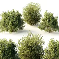 Lush Green Bushes In Various Sizes With Dense Foliage For Garden Landscaping