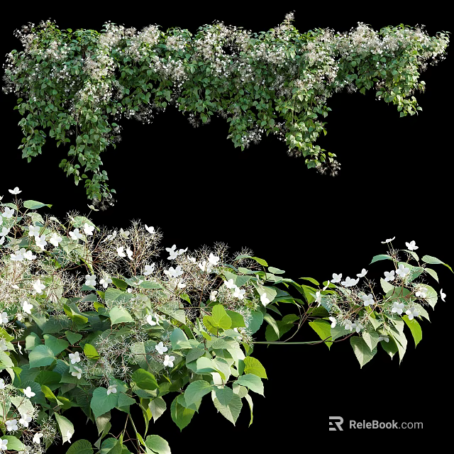 Hanging Green Vines With Small White Flowers And Lush Leaves Growing Beautifully 3d model 