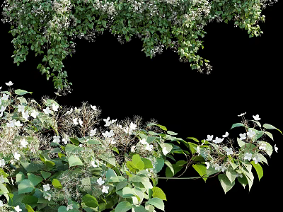Hanging Green Vines With Small White Flowers And Lush Leaves Growing Beautifully 3d model